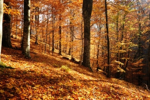The Best Skin Finish on Autumn Colouring