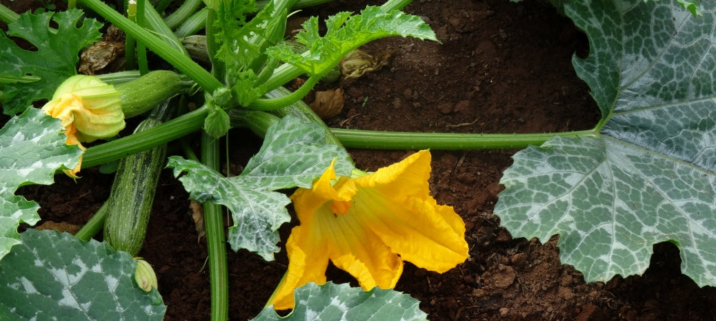 Best Makeup Colours: Soft Autumn