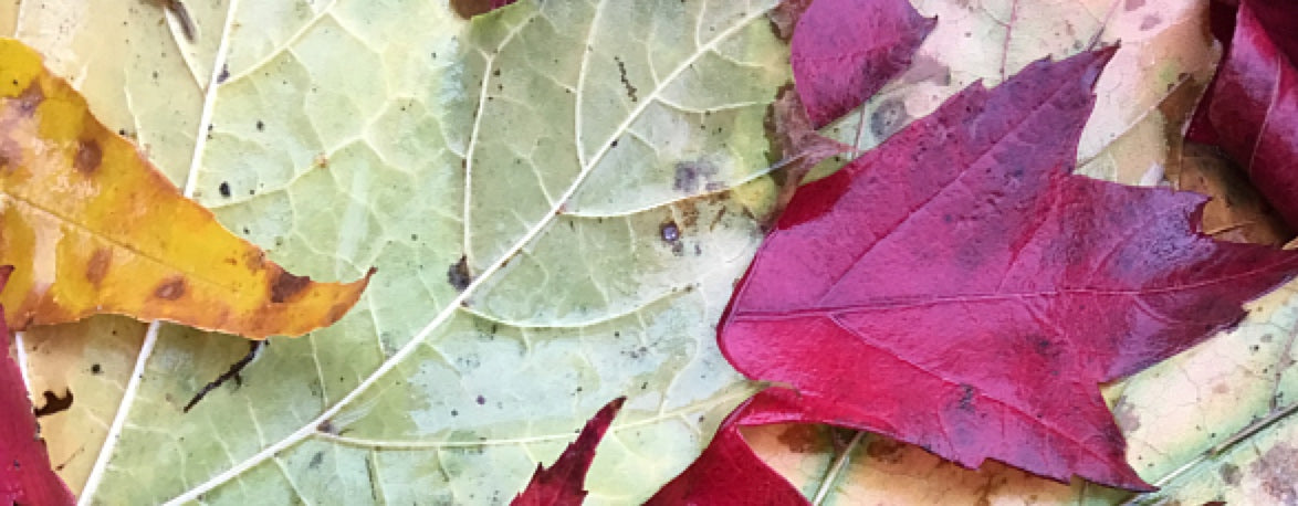 Soft Autumn with Silver Hair Part 1