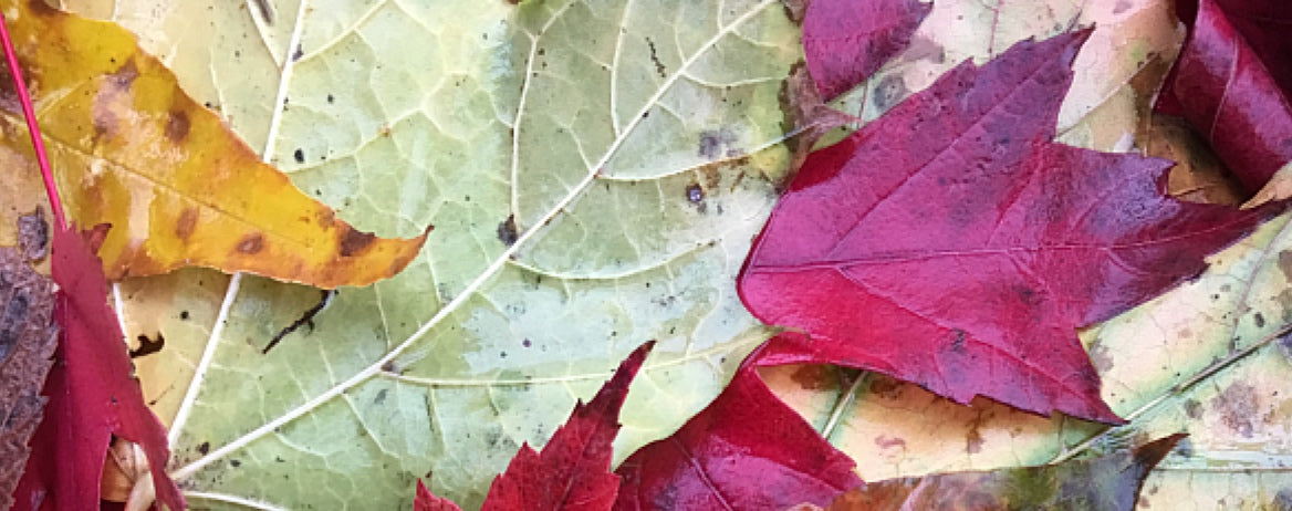Soft Autumn with Silver Hair Part 2