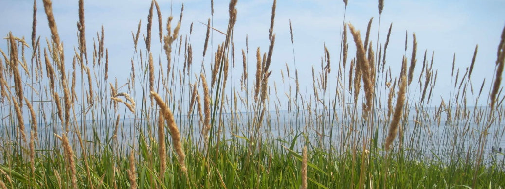 Best Makeup Colours: Dark Autumn